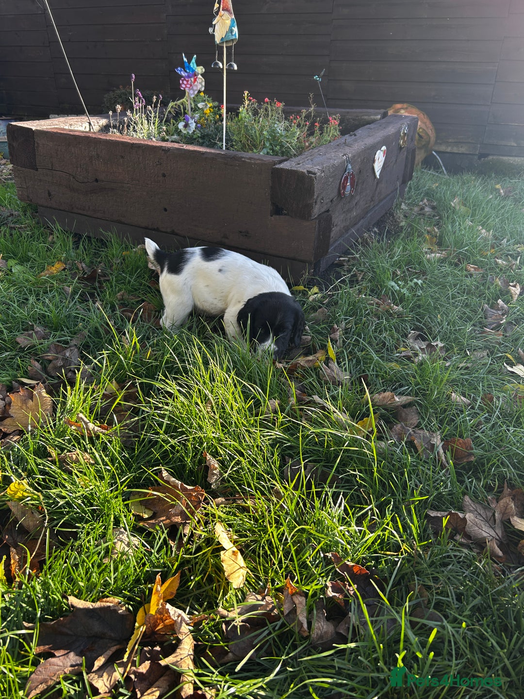 English Springer Spaniel dogs for sale: Working English springer spaniel puppies  - Image 6