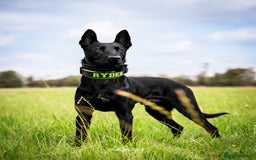 Belgian Shepherd Dog dogs for stud: Working Dutch Herder for stud  - Image 3