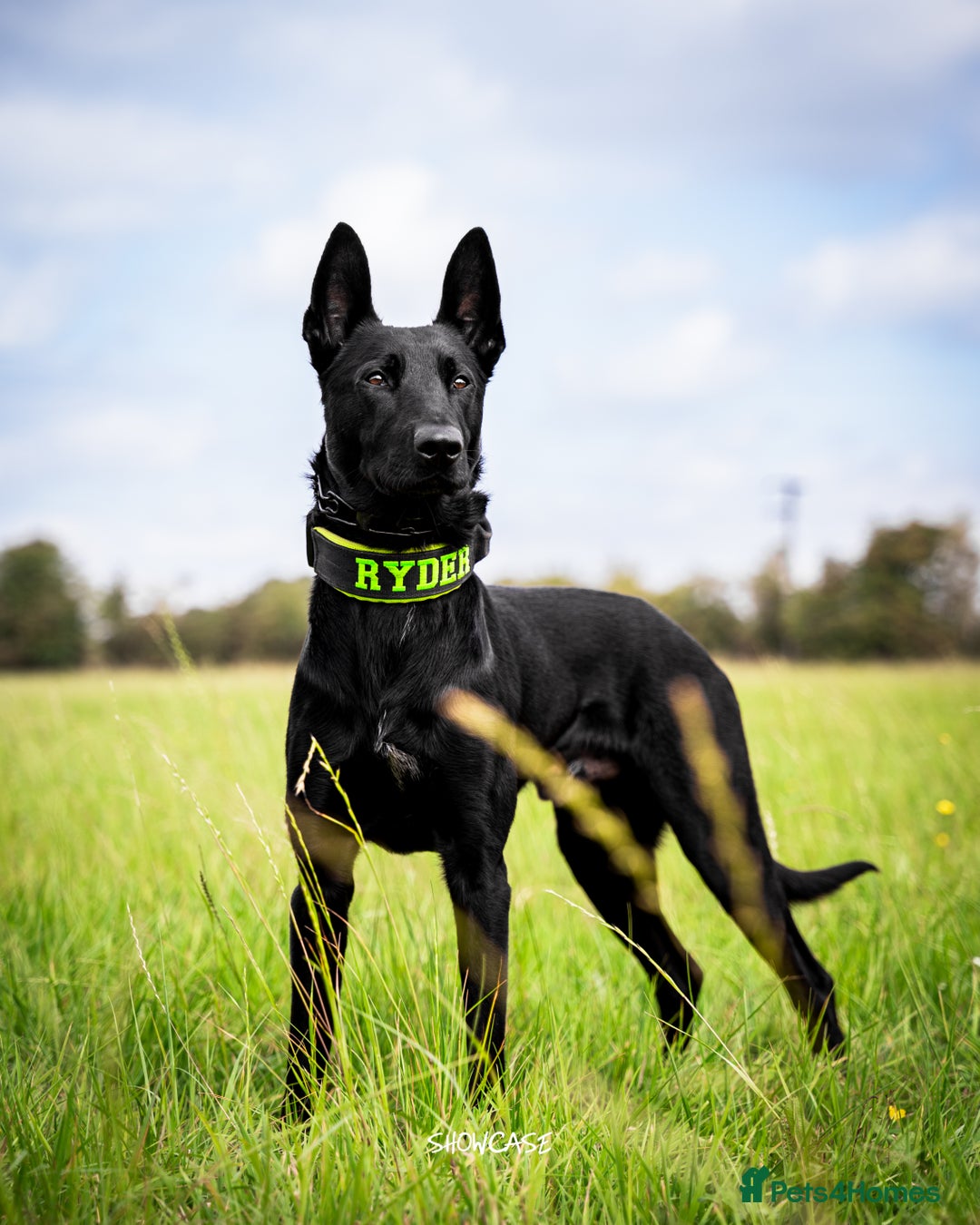 Belgian Shepherd Dog dogs for stud: Working Dutch Herder for stud  - Image 3