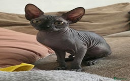 Sphynx cats for sale: 2 Sphynx Girls - Price For Both To Go Together - Image 3