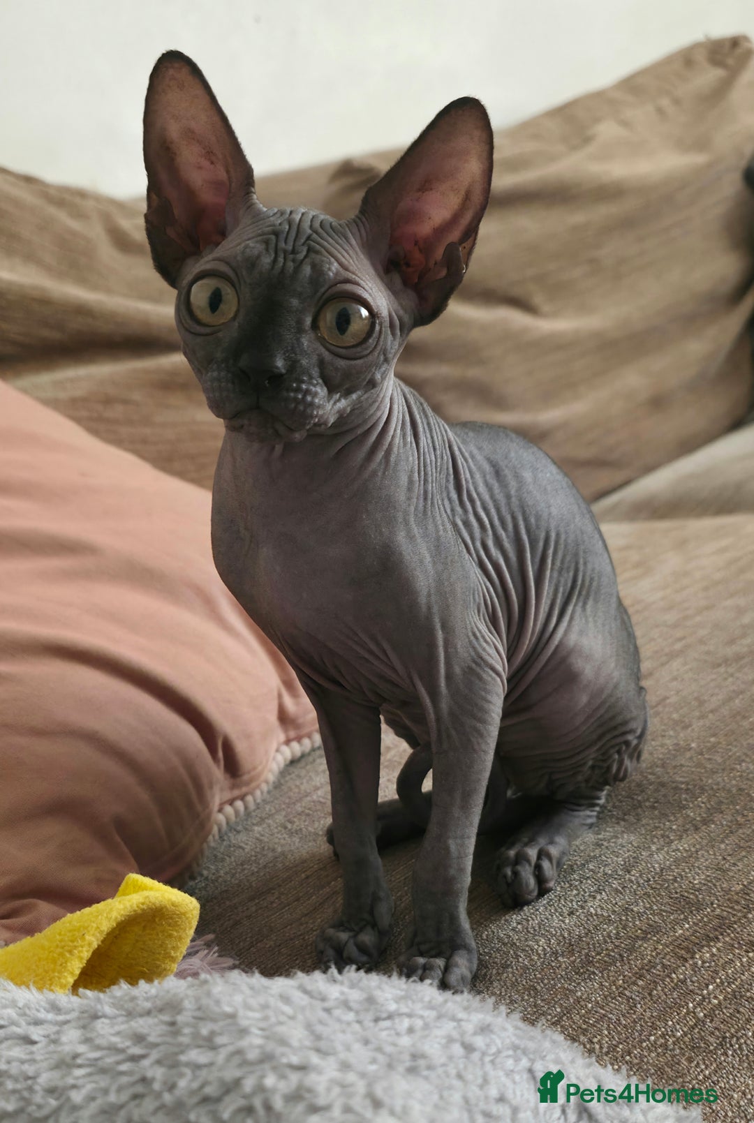 Sphynx cats for sale: 2 Sphynx Girls - Price For Both To Go Together - Image 3