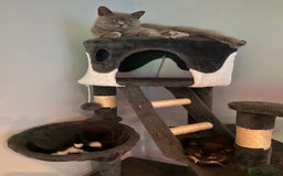 Mixed Breed cats for sale: X BRITISH SHORT adorable kittens ready 4 new home - Image 8