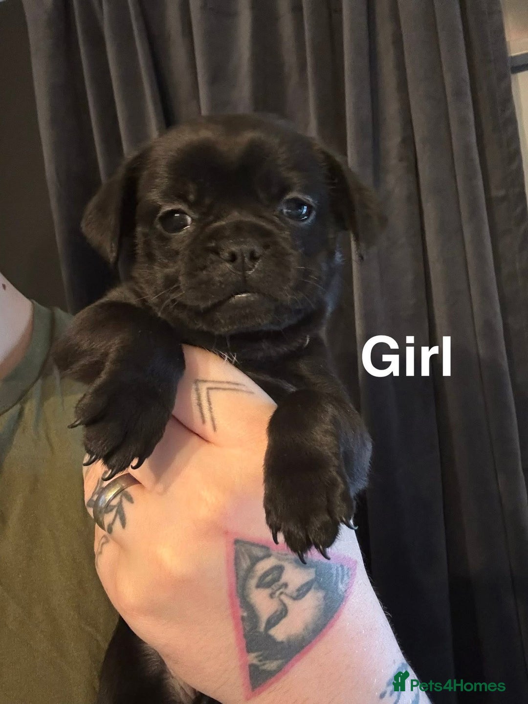 Mixed Breed dogs for sale: Pug puppies for sale! - Image 2