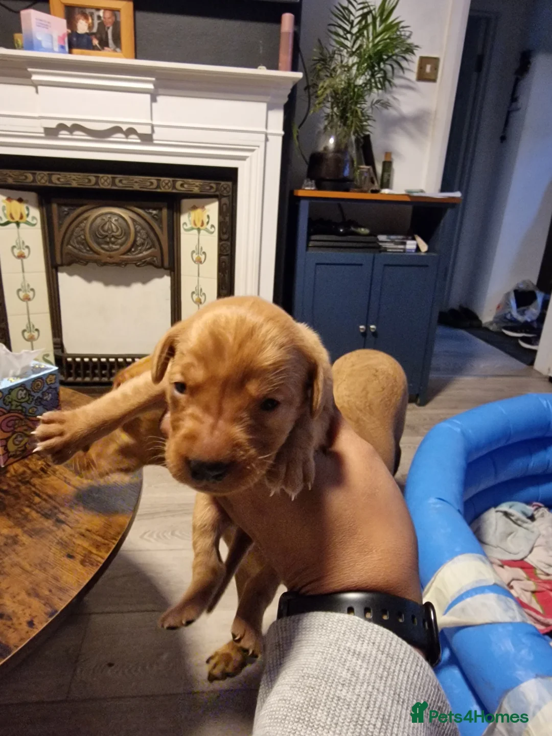 Labrador Retriever dogs for sale: Ready Now! Beautiful Red Fox Labrador Puppies - Advert 35