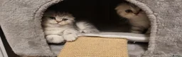 British Shorthair cats for sale: Amazing Scottish fold girls - Advert 13