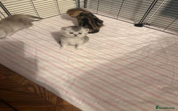 British Shorthair cats for sale: 🥰Beautiful kittens with rare colouring🥰 - Image 12
