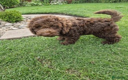 Cockapoo dogs for sale: Cockerpoo 1 boy (brown) and 1 girl (Merle)  - Image 12