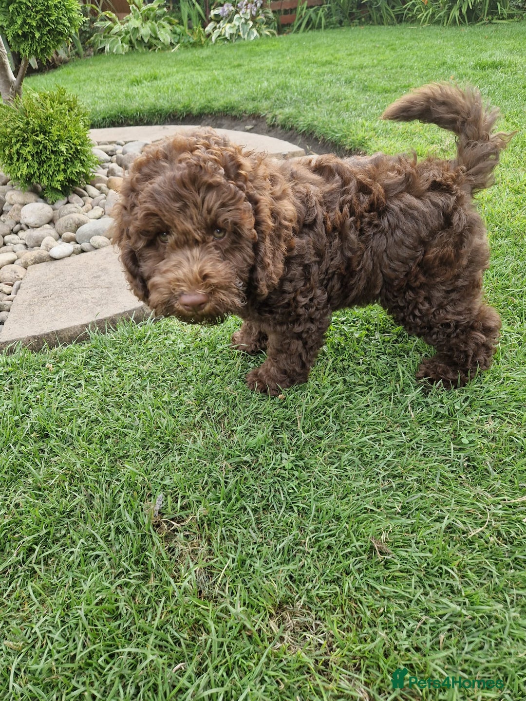 Cockapoo dogs for sale: Cockerpoo 1 boy (brown) and 1 girl (Merle)  - Image 12