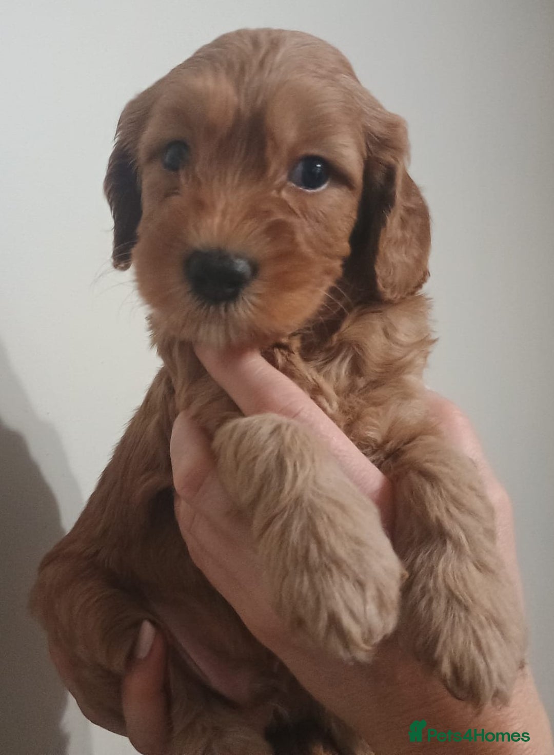 Australian Labradoodle dogs for sale: Miniature Australian labradoodle pups 100% Pure  - Image 10
