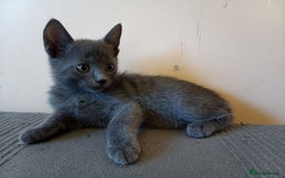 Russian Blue cats for sale: Russian Blue Kittens - 2 Boys left - Image 6