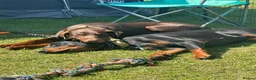 Dobermann dogs for sale: Beautiful family dobermans  - Advert 9