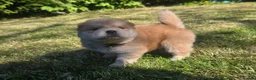 Chow Chow dogs for sale: 🐾Tiny trouble makers, ready to rule your home🐻 - Advert 34