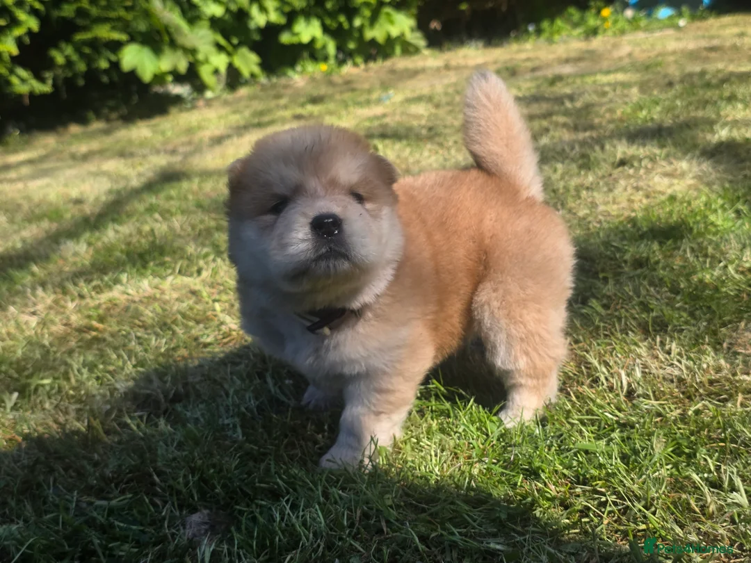 Chow Chow dogs for sale: 🐾Tiny trouble makers, ready to rule your home🐻 - Advert 34