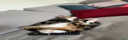Bengal cats for sale: Benson  - Advert 5
