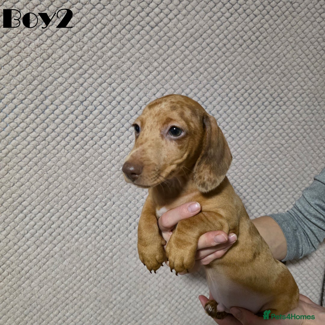 Miniature Dachshund dogs for sale: Dachshund pups - Advert 3