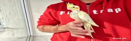 Cockatiels birds for sale: Super hand tamed baby cockatiel for sale - Advert 7