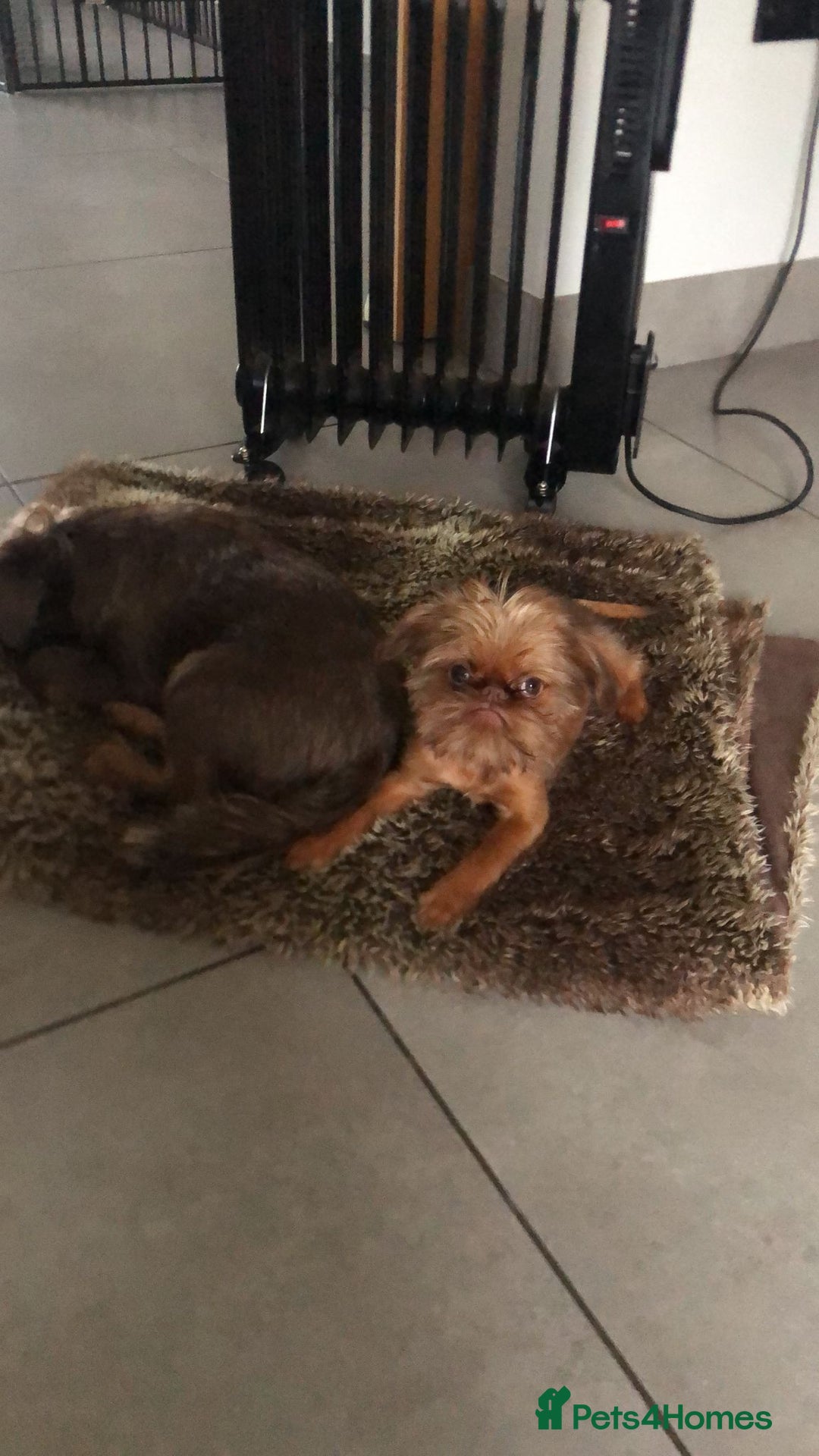 Griffon Bruxellois dogs for sale: Cute Female Griffon  - Advert 8