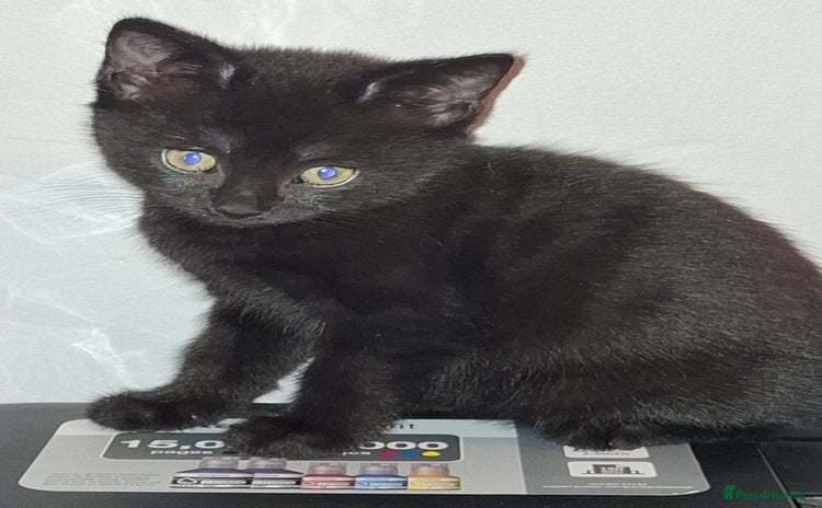 Mixed Breed cats - Advert 8