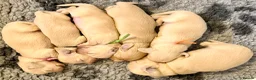 Miniature Dachshund dogs for sale: Stunning litter miniature of long haired creams  - Advert 6
