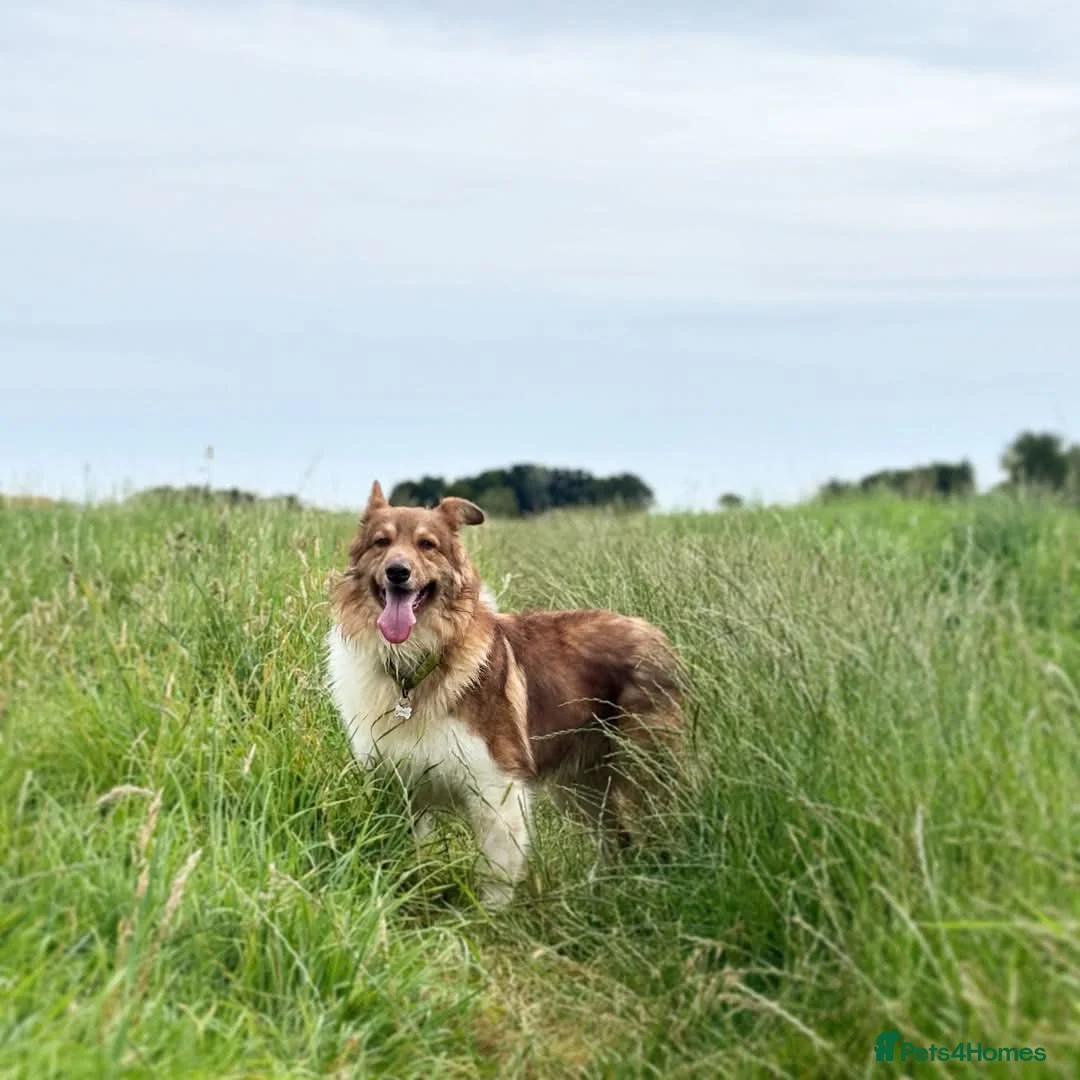 Mixed Breed dogs for adoption: Meet Teddy, currently residing in Lincolnshire  in Mablethorpe - Advert 10