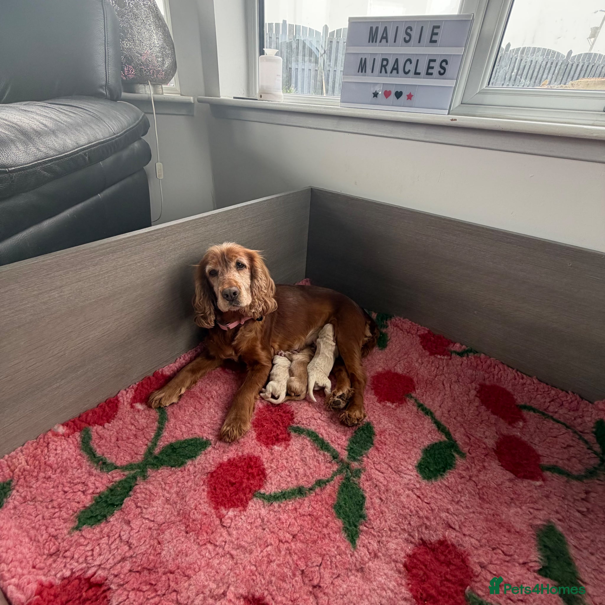 Cocker Spaniel dogs Maisie Miracles - Advert 4