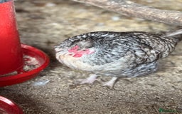 Chickens poultry for sale: Legbars  - Image 3