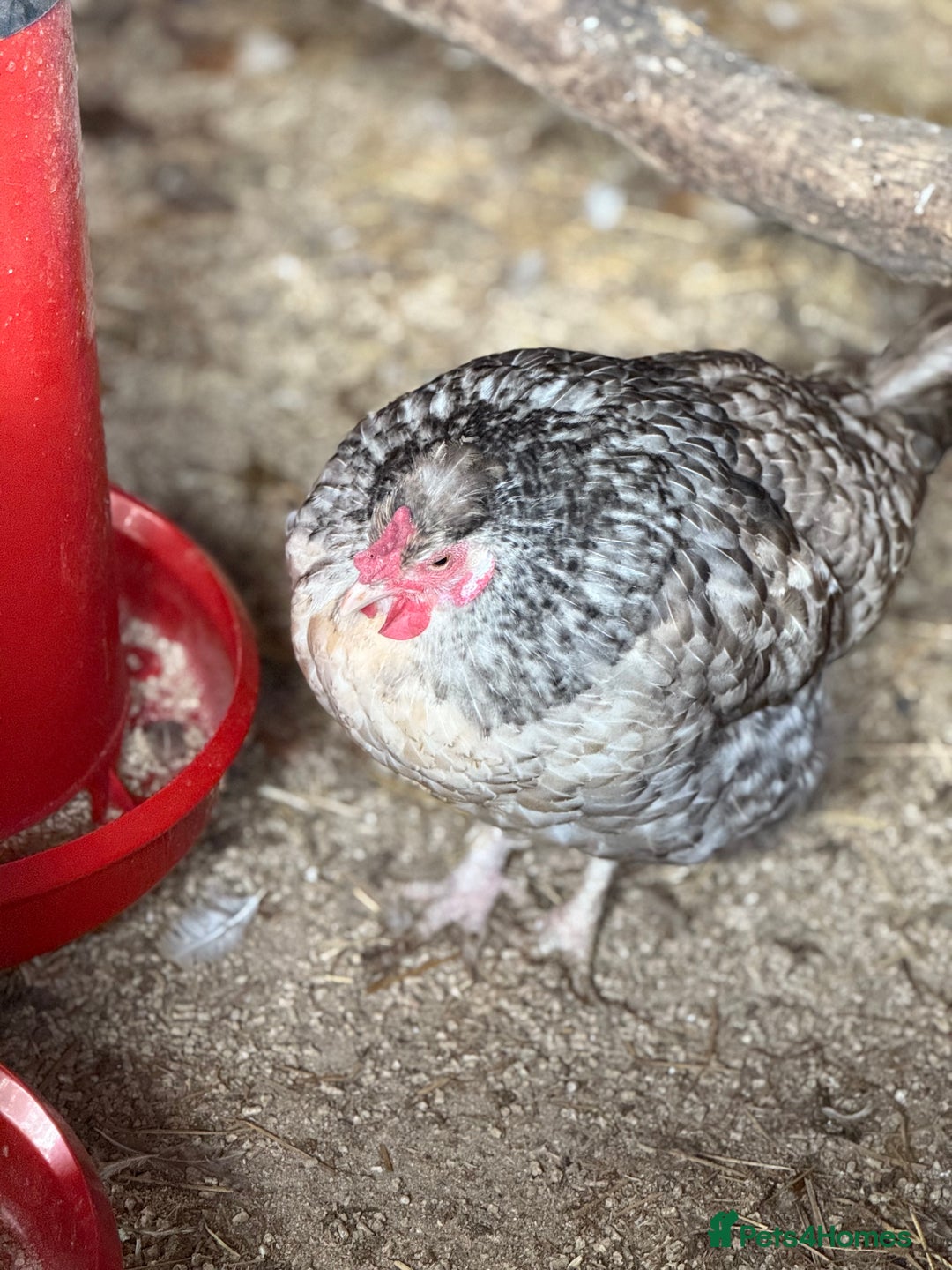 Chickens poultry for sale: Legbars  - Image 3