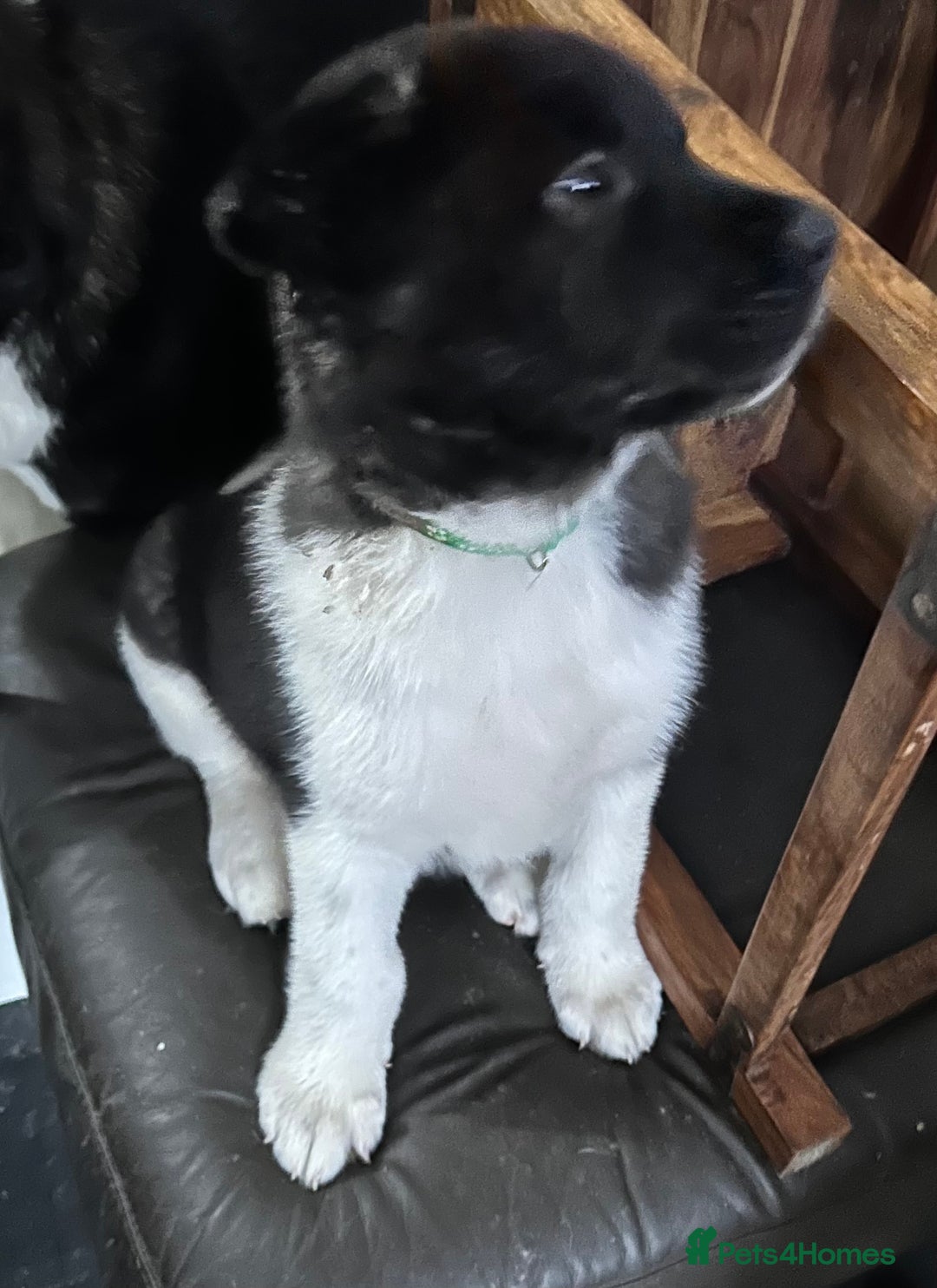 Akita dogs for sale: Akita Puppies for Sale - Advert 9