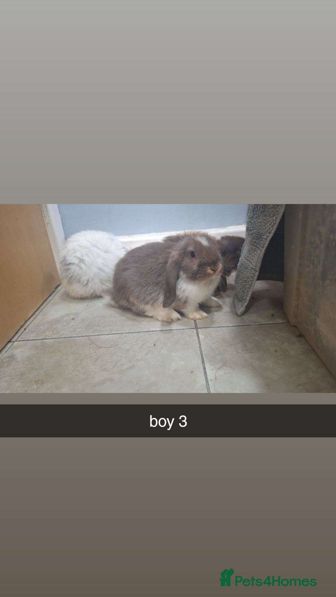 Mini Lop rabbits for sale: 5 beautiful mini lops, 3 boys, 2 girls - Advert 7