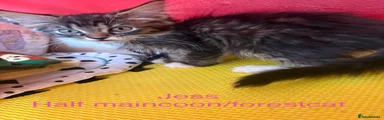 Maine Coon 1