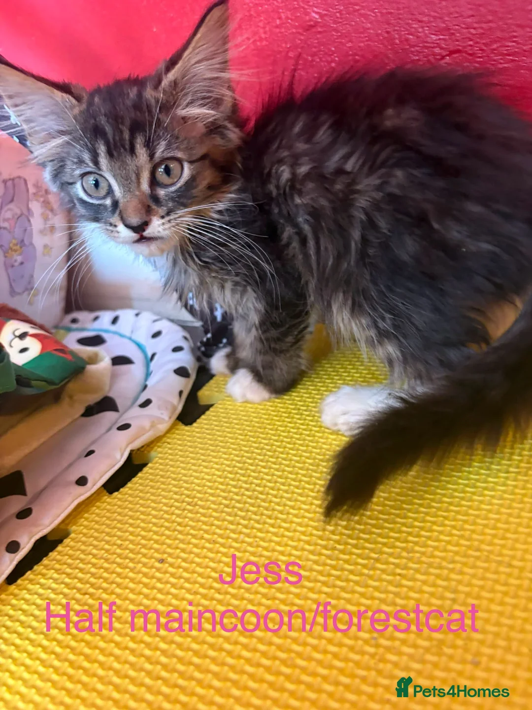 Maine Coon cats for sale: Beautiful male maincoon/forest cat kittens  - Advert 2