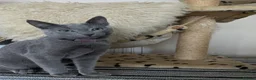 Russian Blue cats for sale: Russian Blue boy , N.London - Advert 13