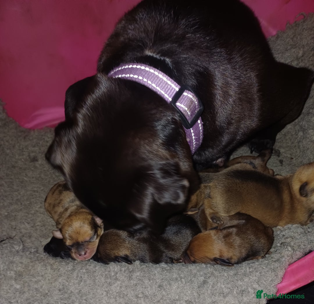 Mixed Breed dogs for sale: Pug x dachshund  ( Daug?) - Image 2