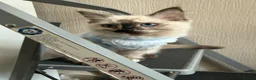 Ragdoll cats for sale: Ragdoll girl  - Advert 3