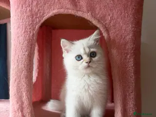 British Shorthair cats looking for a new home !!!! VACCINATED MICROCHIPED - Advert 8