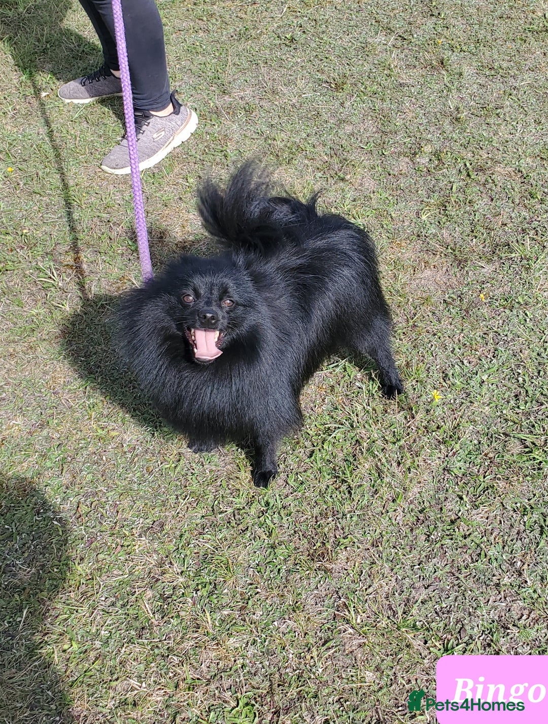German Spitz dogs for sale: Bluey & Bingo looking for Loving Homes.  - Advert 25