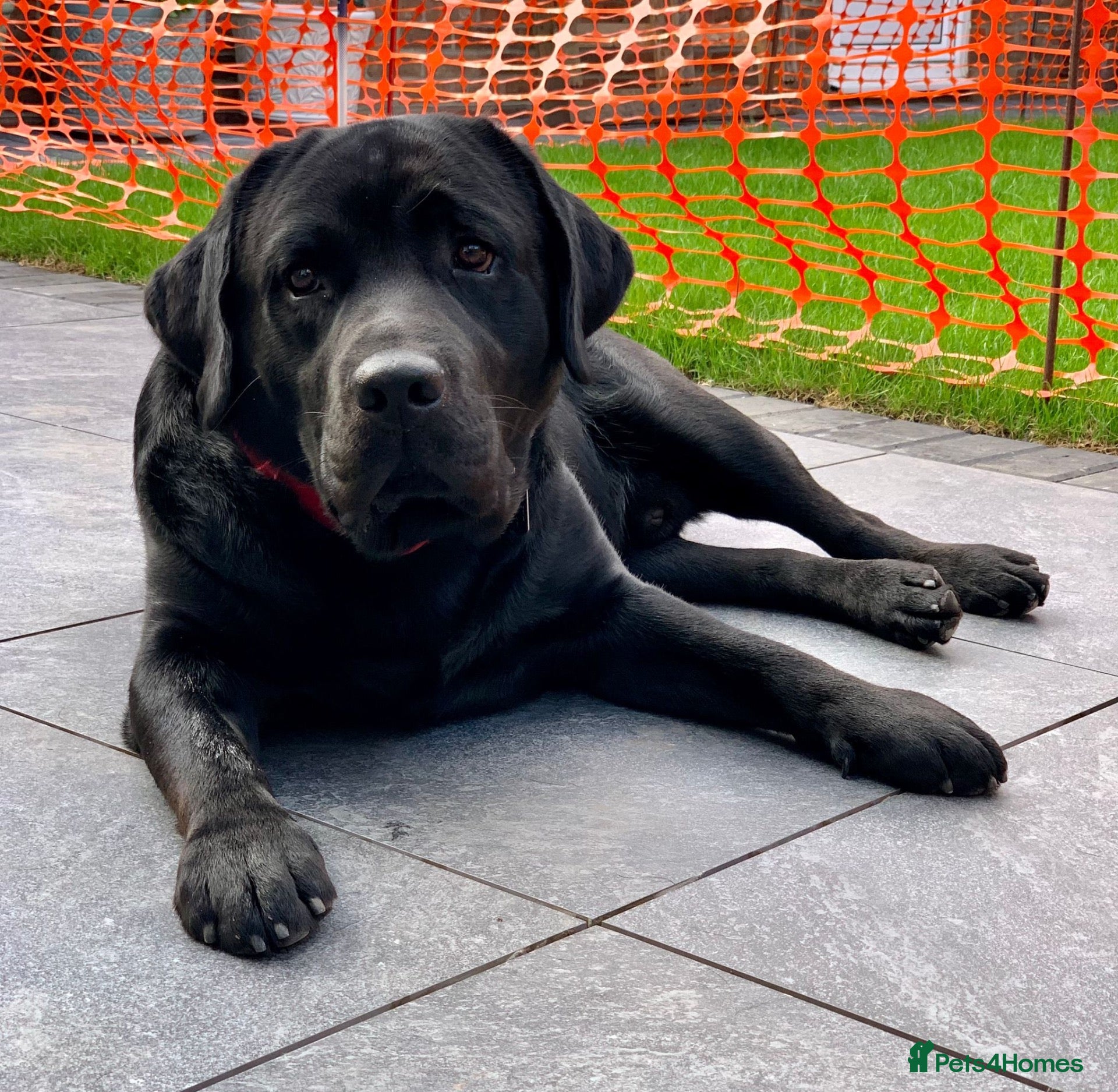 Labrador Retriever dogs for stud: Champion sired health tested Labrador stud proven - Advert 21
