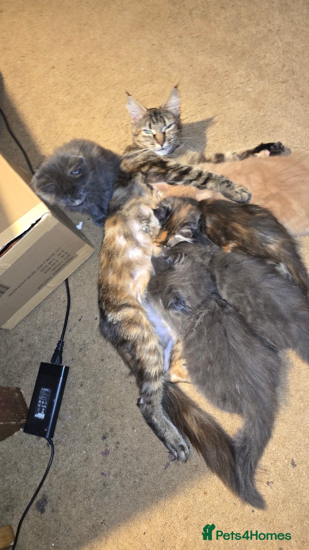 Maine Coon cats for sale: 5 beautiful maine coon ready to go - Advert 1