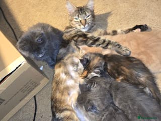 Maine Coon cats 5 beautiful maine coon ready to go - Advert 2