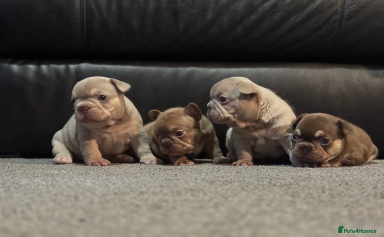 French Bulldog dogs - Advert 5