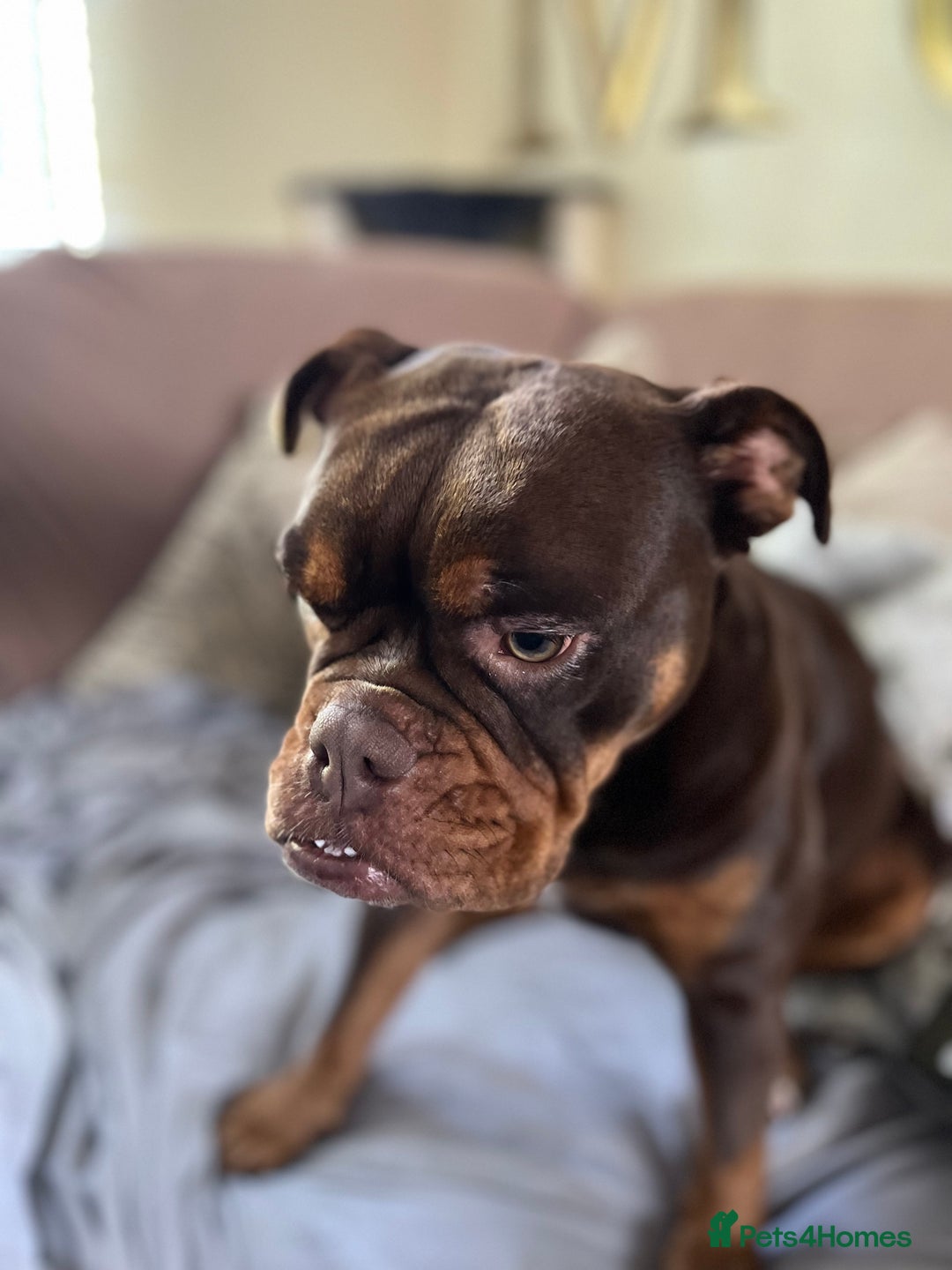 Olde English Bulldogge dogs for sale: Loving oldEngland Bulldog Lookingfor a 4eva Home  - Advert 11