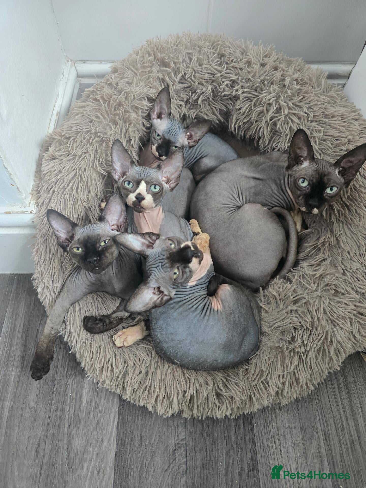Sphynx cats Ready Sphynx Kittens Looking for Their Forever 🏰 - Advert 2