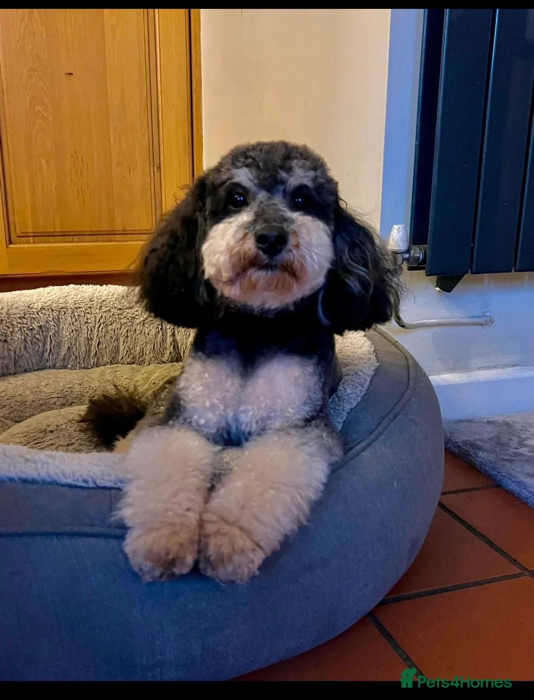 Mixed Breed dogs for sale: Stunning Litter of Sproodles 🤎🖤 - Advert 12