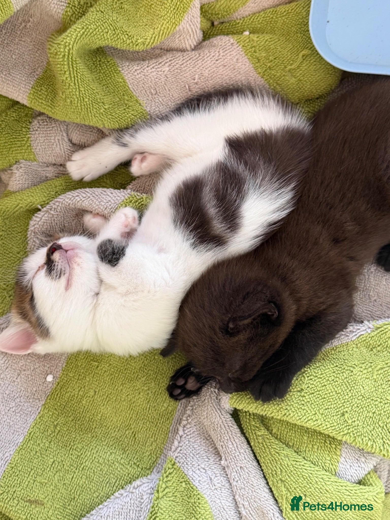 Mixed Breed cats Two female kittens for sale - Advert 1