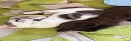 Mixed Breed cats for sale: Two female kittens for sale - Advert 1