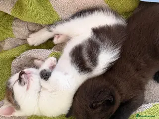 Mixed Breed cats Two female kittens for sale - Advert 8