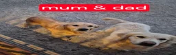 Golden Retriever dogs for sale: KC registered golden retriever puppies - Advert 11