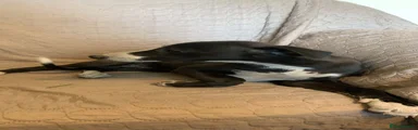 Whippet Puppy 6