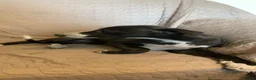 Whippet dogs for sale: Beautiful k.c. whippet puppies in Doncaster - Advert 3