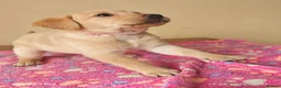 Labrador Retriever dogs for sale: Exceptional Home Raised Labrador Puppies in Nottingham - Advert 15